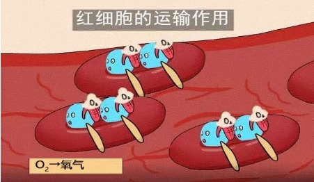 大众科普——体内的红色英雄